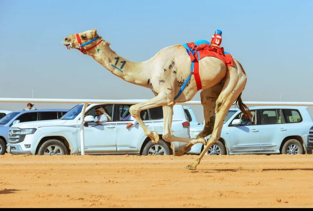 Camel racing