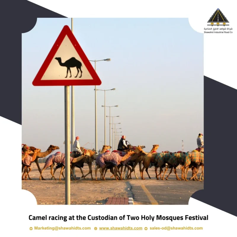 Camel racing